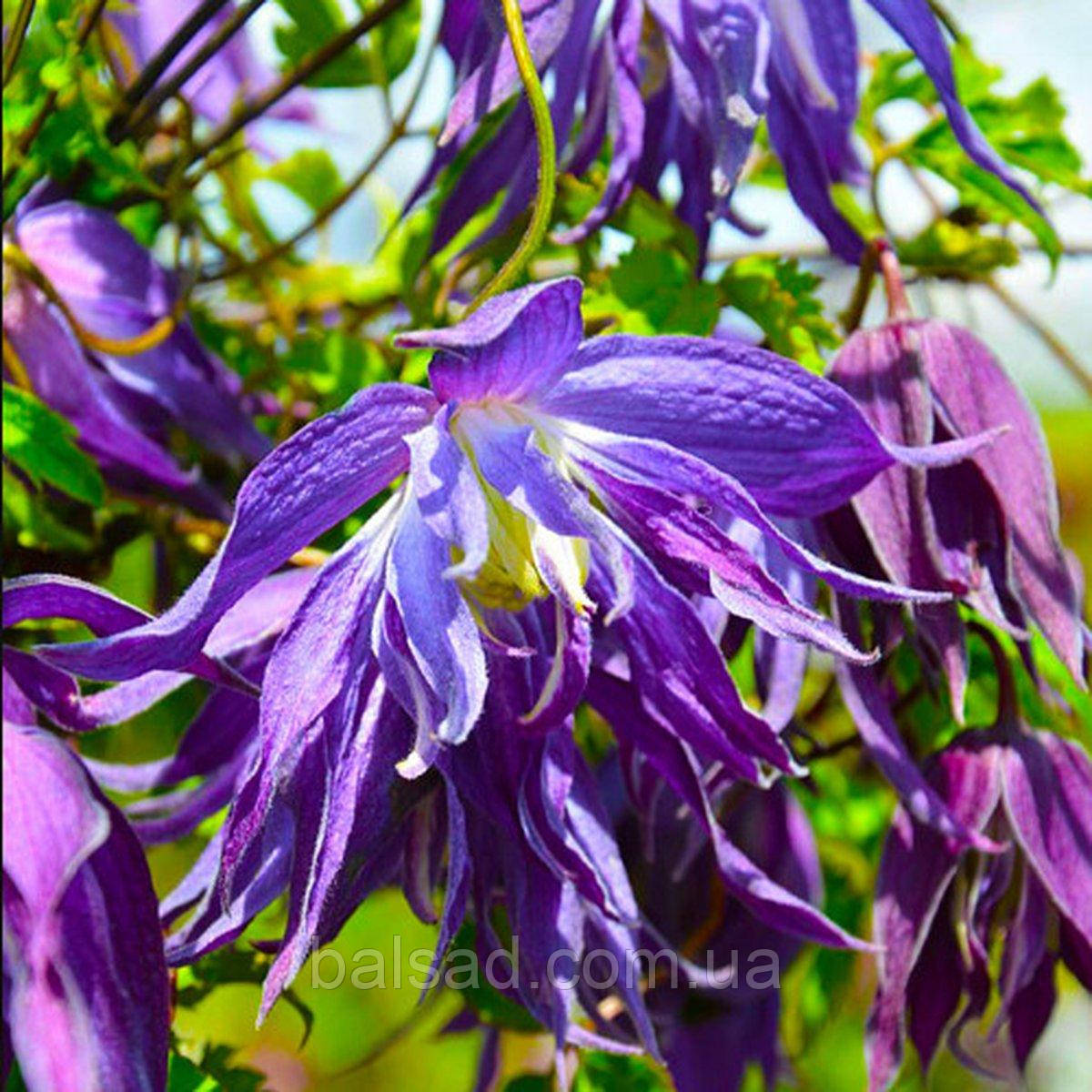Клематис Блю Сюрпрайз / C2 / 3 роки / Clematis Blue Surprise