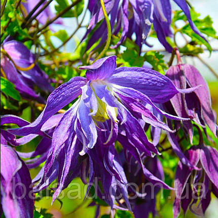 Клематис Блю Сюрпрайз / C2 / 3 роки / Clematis Blue Surprise, фото 1