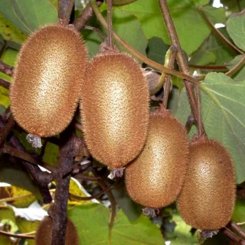 Акліматизоване Ківі "Бруно" Морозостійкий сорт, фото 1