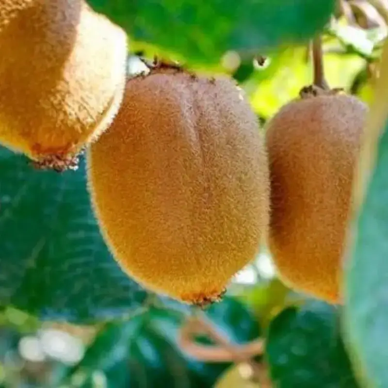 Ківі 2-річний «Соло» (Самоплідний) | Не потребує запилювача, 1.5 м, фото 1