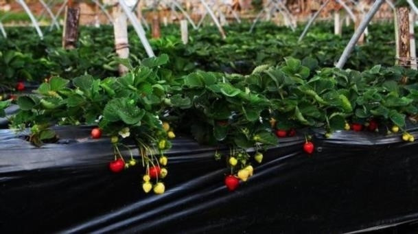 Пленка черная полиэтиленовая Пленка черная полиэтиленовая