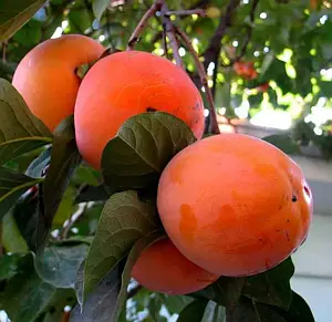 Ексклюзив! Хурма бурштинова "Гігант" (преміальний, великоплідний сорт), фото 1