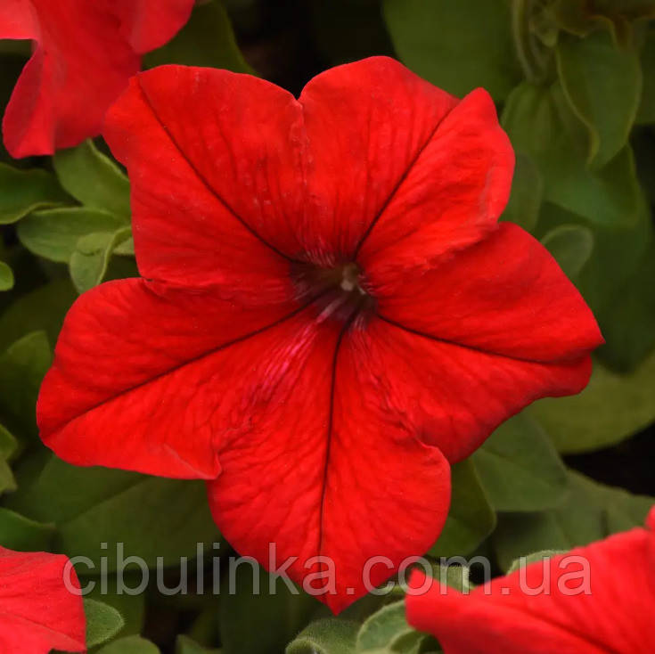 Петунія Суперкаскад F1 червона Pan American/США 10 шт (zip-paket), фото 1