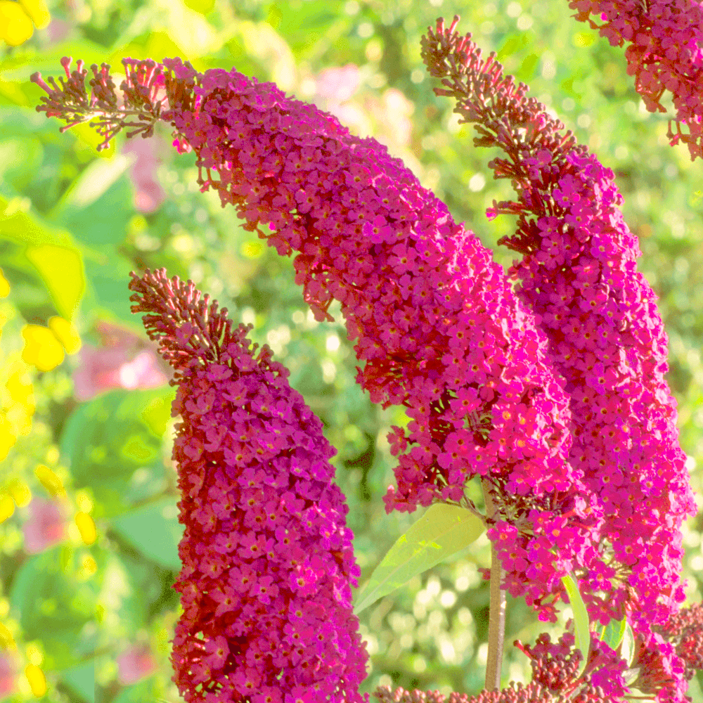 Саджанці Буддлеї Давида Роял Ред (Buddleja davidii Royal Red) Р9