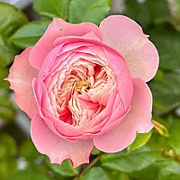 Саджанці чайно-гібридної троянди Нортенгерське Абатство (Rose Northanger Abbey)