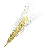 Пшениця тритікум  натуральна 1шт.
