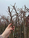 Саджанці верби Хакуро-Нишики на штамбі ( 1.5-1.7 м.), фото 4