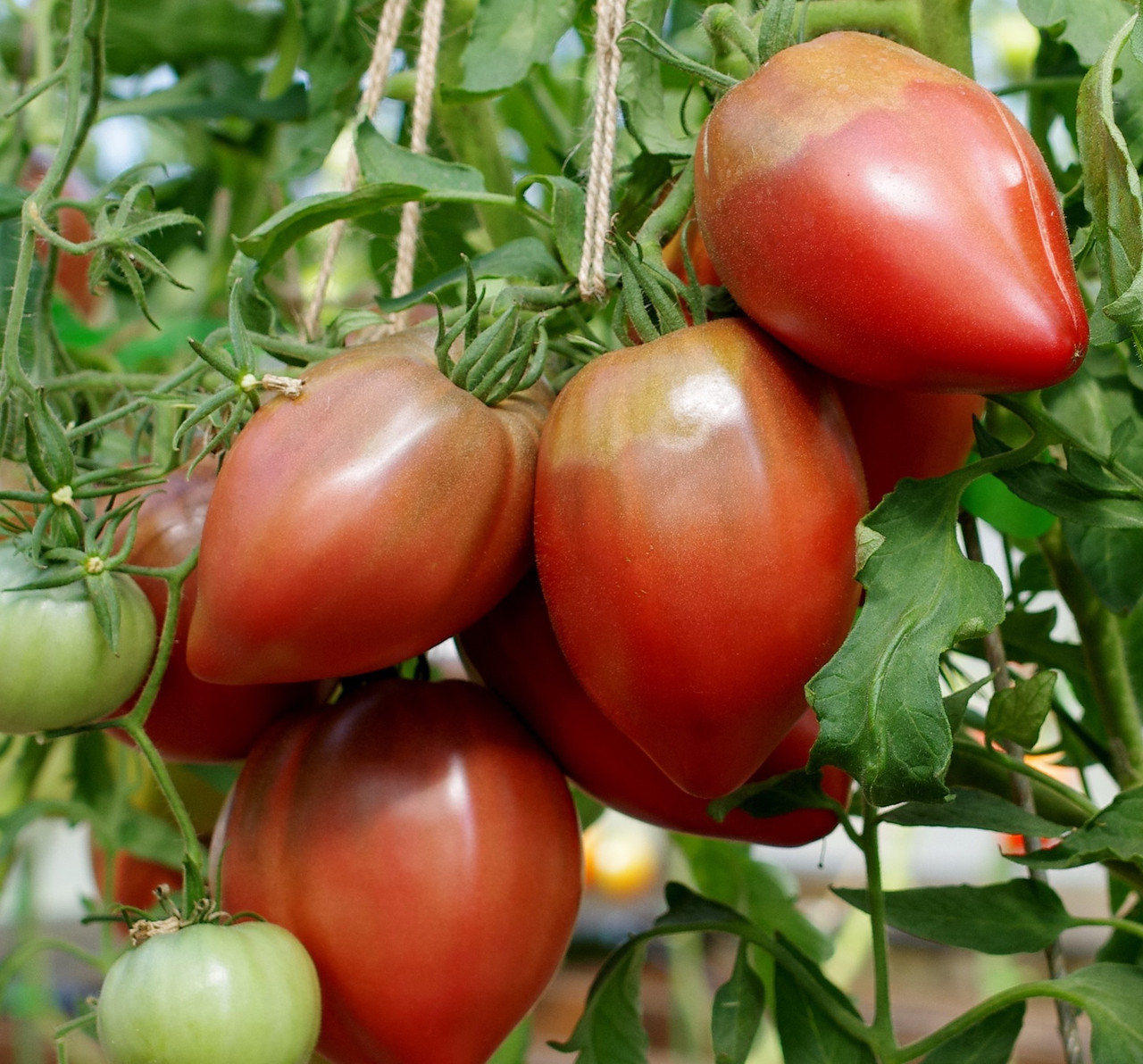 Насіння томату Фіолетове серце 15 нас, фото 1