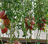 Насіння томату Фіолетове серце 15 нас, фото 3