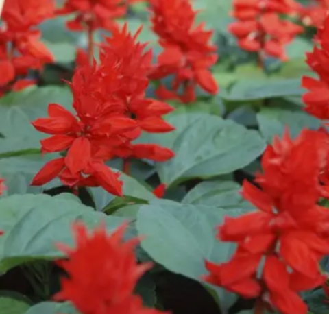 Насіння Сальвія низькоросла "Ред Алерт" 10 шт.