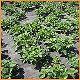 Агроволокно 50 г/м2 1,6 х 50 м чорне "Shadow" (Чехія) 4% для мульчі, для полуниці, фото 6