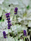 Лаванда сорт Hidcote насіння 0,1 гр. (прибл. 100 шт) (Lavándula angustifólia) багаторічна справжня вузьколиста англійська садова, фото 4