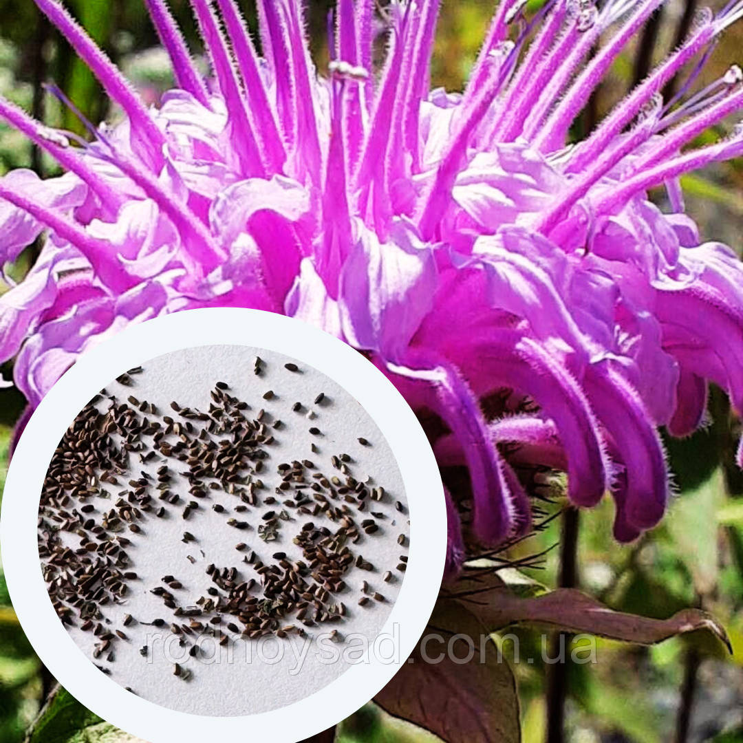 Монарда Трубчаста насіння 0,01 гр. (прибл. 40 шт) (Monarda fistulosa) багаторічна дикий бергамот, фото 1
