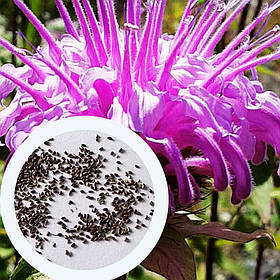 Монарда Трубчаста насіння 0,01 гр. (прибл. 40 шт) (Monarda fistulosa) багаторічна дикий бергамот