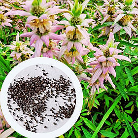 Монарда Крапчаста насіння 0,01 гр. (прибл. 70 шт) (Monarda punctata) багаторічна бергамот плямистий, кінська м'ята
