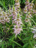 Монарда Крапчаста насіння 0,01 гр. (прибл. 70 шт) (Monarda punctata) багаторічна бергамот плямистий, кінська м'ята, фото 2