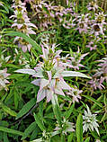 Монарда Крапчаста насіння 0,01 гр. (прибл. 70 шт) (Monarda punctata) багаторічна бергамот плямистий, кінська м'ята, фото 3