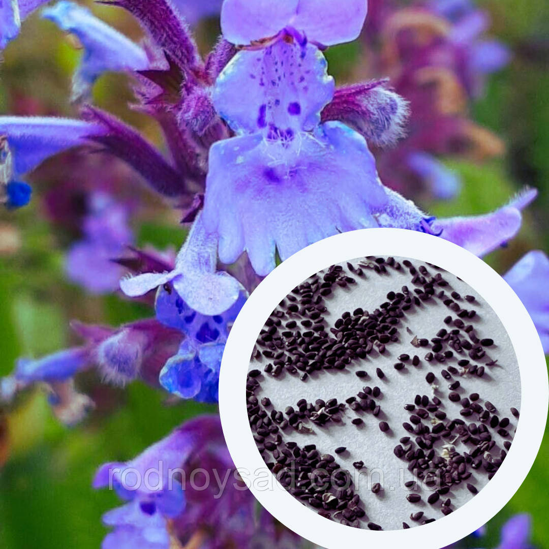 Котовник Великоквітковий насіння 0,02 гр. (прибл. 30 шт) (Nepeta grandiflora) багаторічний котяча м'ята великоцвіта медонос, фото 1