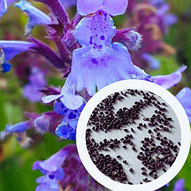 Котовник Великоквітковий насіння 0,02 гр. (прибл. 30 шт) (Nepeta grandiflora) багаторічний котяча м'ята великоцвіта медонос