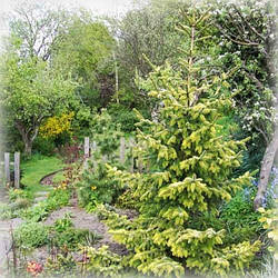 Ялина сербська Голден Рейн (Golden Rain)