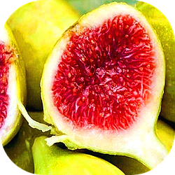 Інжир золотистий "Кордеро" (ремонтантний, ранній сорт)