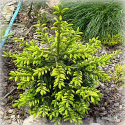 Ялина східна Голден Стар (Golden Star)