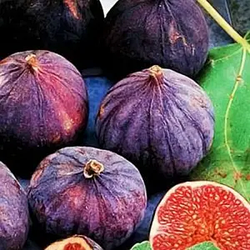 Інжир "Королівський" ремонтантний, крупноплідний сорт