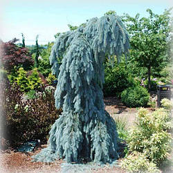 Ялина колюча Зе Блюз (The Blues)