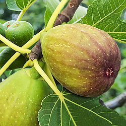 Інжир коричневий "Рандіно" (ремонтантний, селекція США)