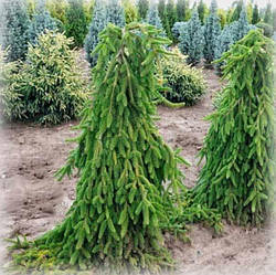 Ялина звичайна Інверса (Inversa)