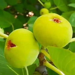 Інжир золотистий "Беянс" (ремонтантний, ранній сорт)