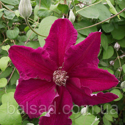 Клематис Ернест Маркхем / C2 / 3 роки / Clematis Ernest Markham, фото 4
