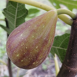 Ексклюзив! Інжир "Голіаф" (преміальний, великоплідний, морозостійкий)