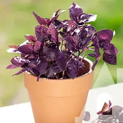 Базилік Фіолетовий Троянди 0,3 г Inter Seeds