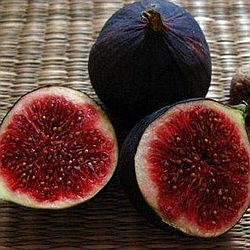 Ексклюзив! Інжир фіолетово-коричневий "Чикаго Харді" (преміальний, морозостійкий, ранній)