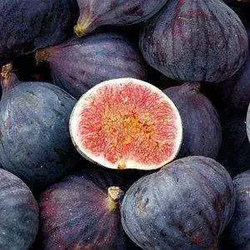 Інжир "Руж де бордо" живцюватий (самоплідний)