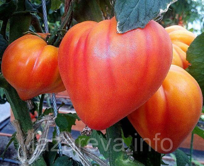 Насіння томату Стар Лінк F1 500 нас, фото 1