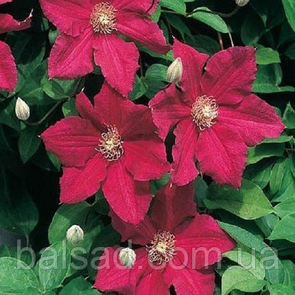 Клематис Ернест Маркхем / C2 / 3 роки / Clematis Ernest Markham, фото 3