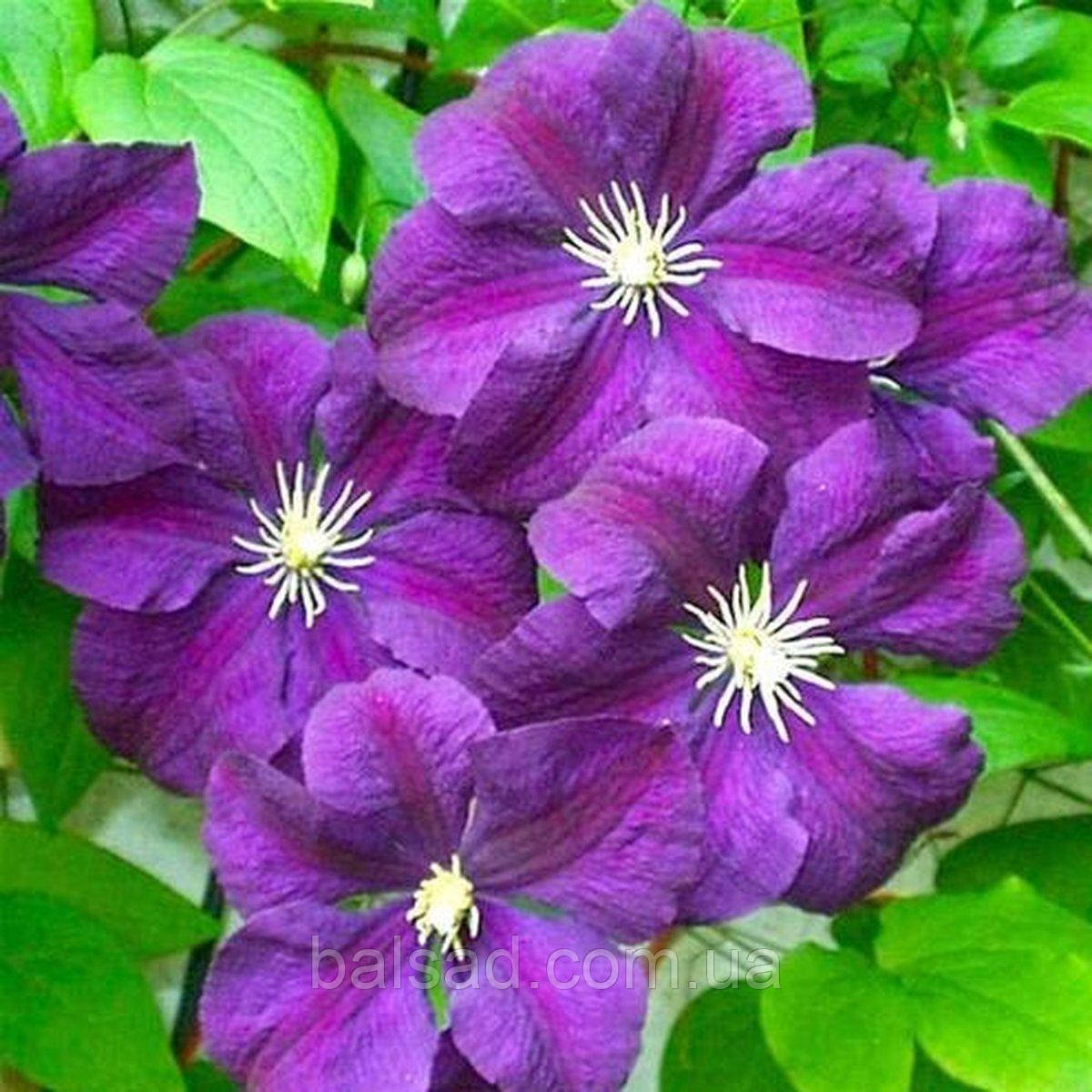 Клематис Етуаль Віолетт / C2 / 3 роки / Clematis Etoile Violette