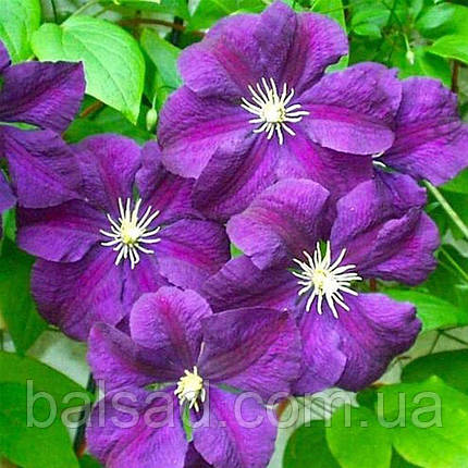 Клематис Етуаль Віолетт / C2 / 3 роки / Clematis Etoile Violette, фото 1