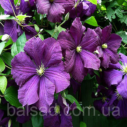 Клематис Етуаль Віолетт / C2 / 3 роки / Clematis Etoile Violette, фото 3