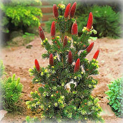 Ялина колюча Лакі Страйк (Lucky Strike)