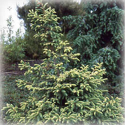 Ялина чорна Маріана Ауреоварієгата (Mariana Aureovariegata)