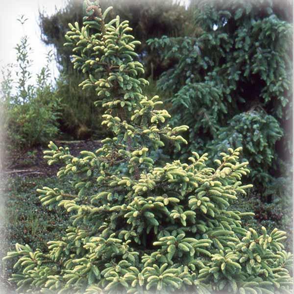 Ялина чорна Маріана Ауреоварієгата (Mariana Aureovariegata)