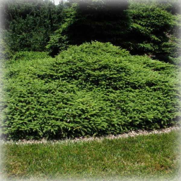 Ялина звичайна Прокумбенс (Procumbens), фото 1