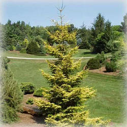 Ялина східна Скайлендс (Skylands)