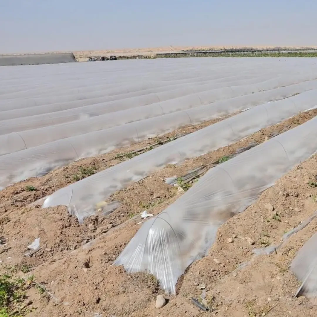 Мульча для Кавуна на плівці прозора 1.2 м х 1000м (30 мкм), фото 1