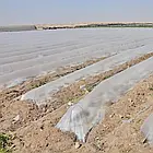 Мульча для Кавуна на плівці прозора 1.5 м х 1000м (30 мкм) 6 місяців, фото 2