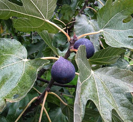 "Муассон" Інжир живцюватий саджанець