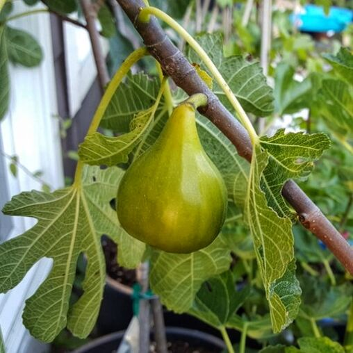 Инжир Белый "Адриатический" (черенкованный саженец) - купить по лучшей ...